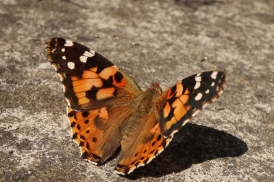 Close-up of butterfly