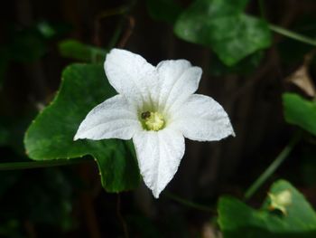 Close-up of white flowering plant