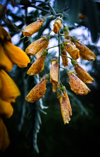 Close-up of flowers