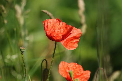 Close-up of red poppy flower