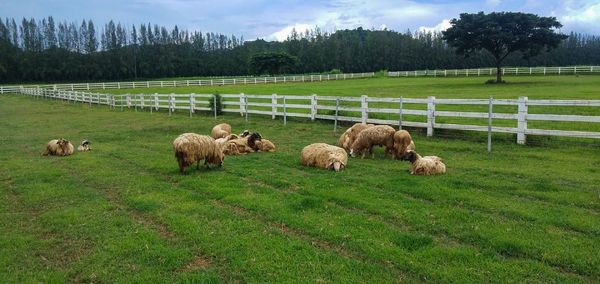 Sheep in a field