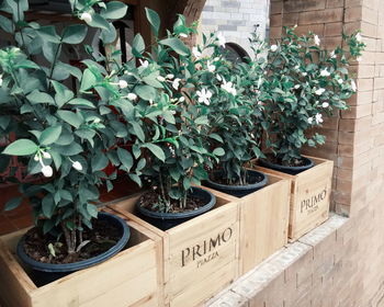 Potted plants and text on wood