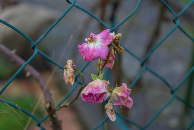 Close-up of pink flowering plants seen through chainlink fence
