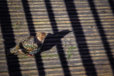 Close-up of a bird