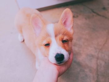 Close-up of hand holding dog