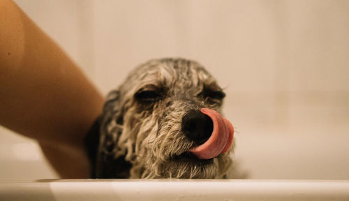 Close-up of a dog at home