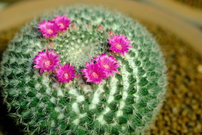 High angle view of pink cactus