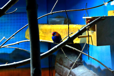 Birds in cage