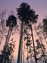 Low angle view of silhouette trees against sky during sunset