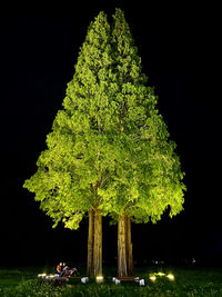View of tree on field at night
