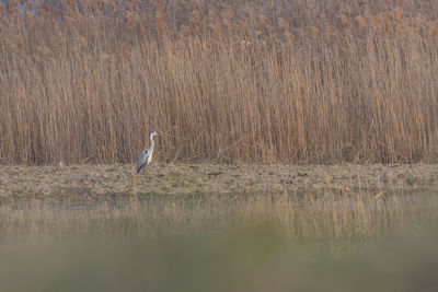 View of birds in lake