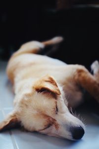 Close-up of a dog sleeping