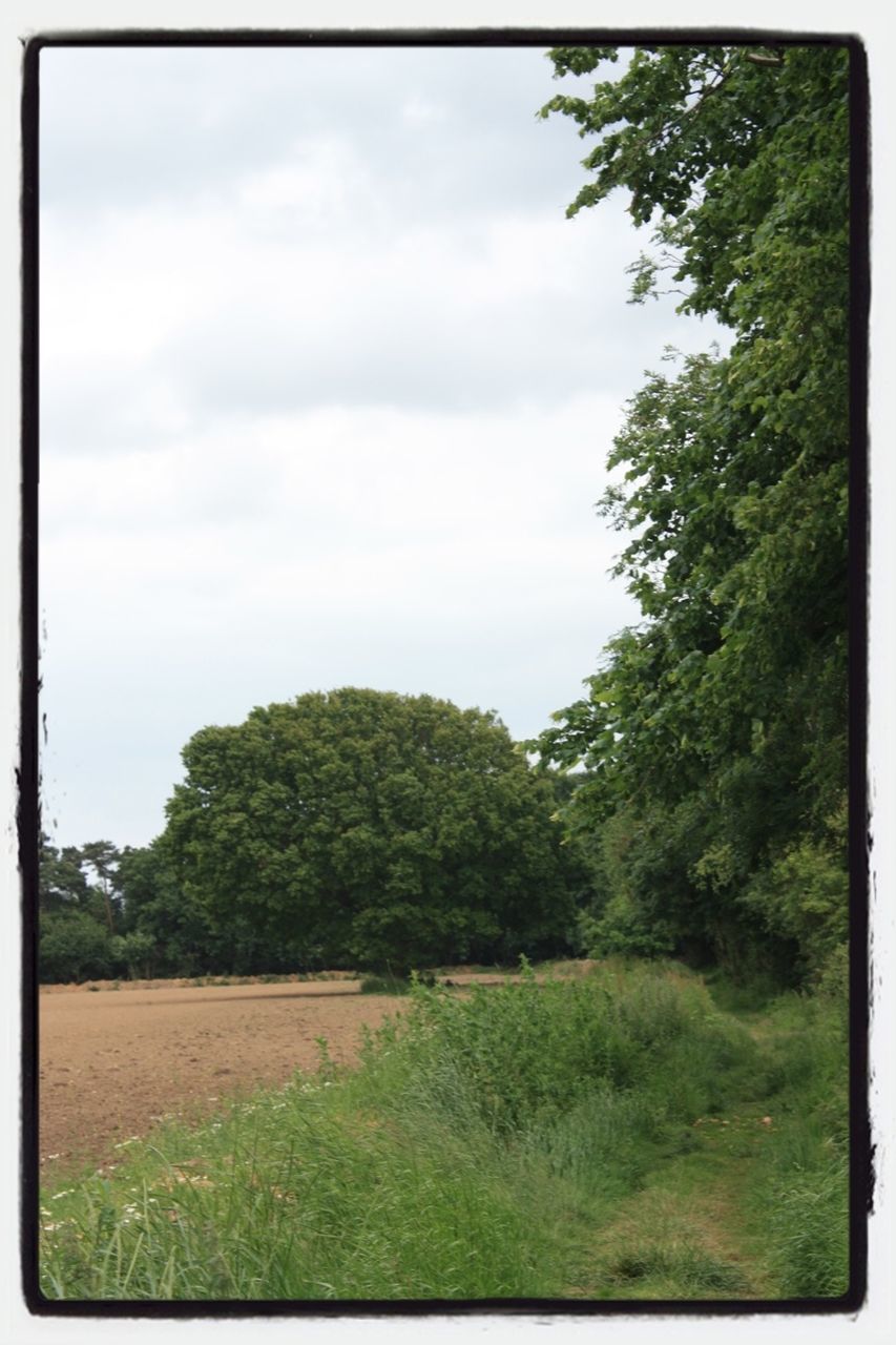 transfer print, tree, sky, grass, tranquil scene, tranquility, auto post production filter, landscape, green color, field, growth, scenics, nature, beauty in nature, cloud - sky, grassy, cloud, day, non-urban scene, lush foliage