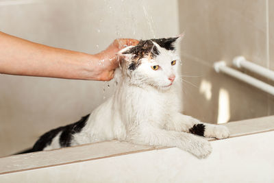 Bath or shower to a persian breed cat. funny cat in the bathroom.