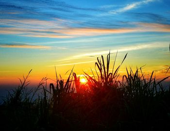 Silhouette plants growing on field against sky during sunset