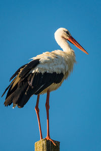 Low angle view of bird perching against clear sky