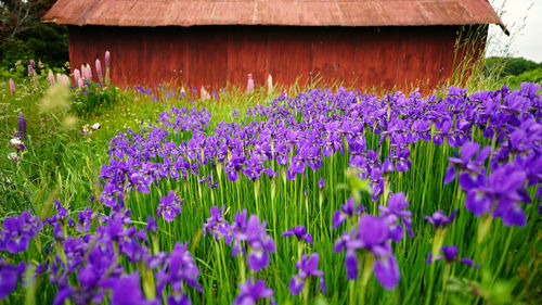 Close-up of purple flowering plants on field