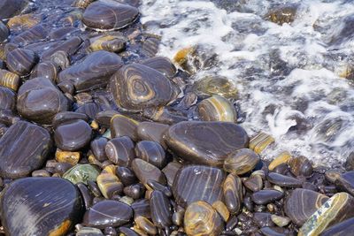 Close-up of seashells on pebbles