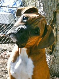 Close-up portrait of a dog