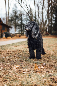 Black dog on a field