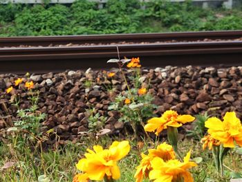 Close-up of yellow flowers blooming outdoors