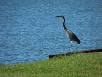 High angle view of gray heron perching on grass by sea