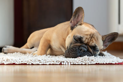 Close-up of dog resting on floor at home