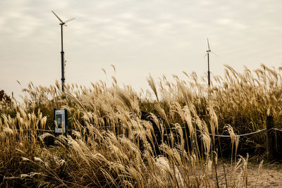 Wind turbines in field