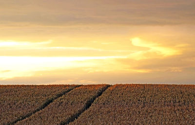 Scenic view of agricultural field against sky during sunset