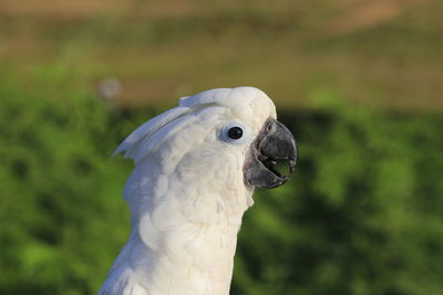 Close-up of a bird looking away