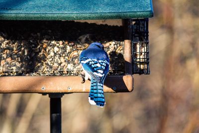 Blue jay perching on bird feeder