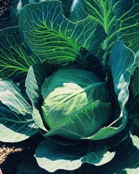 Close-up of fresh green leaves