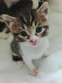 Close-up portrait of cat