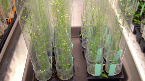 Close-up of potted plants