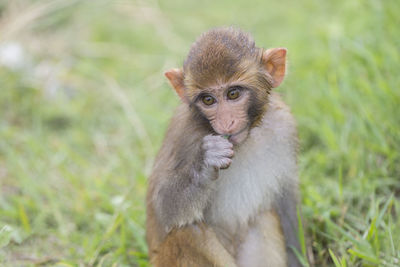 Portrait of monkey sitting on field