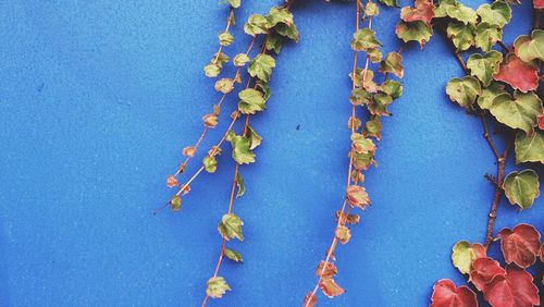 Plant growing on blue background