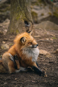 Lion relaxing on field