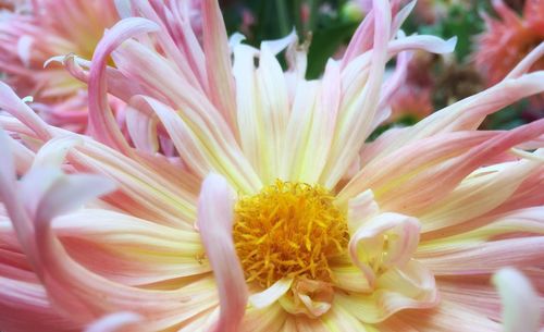Close-up of pink flowers