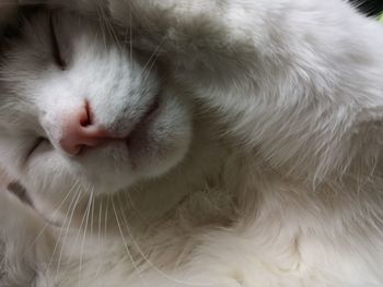 Close-up of cat sleeping