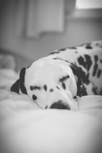 Close-up of dog sleeping on bed