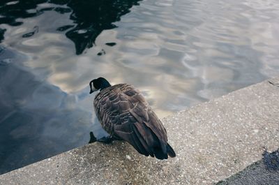 High angle view of bird perching on lake