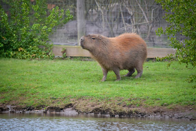 animal