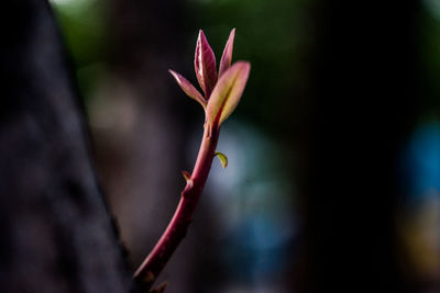 Close-up of red flower bud