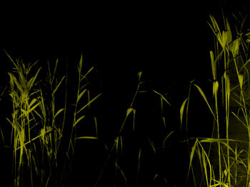 Plants growing in farm against black background