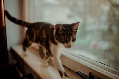 Cat standing on window sill