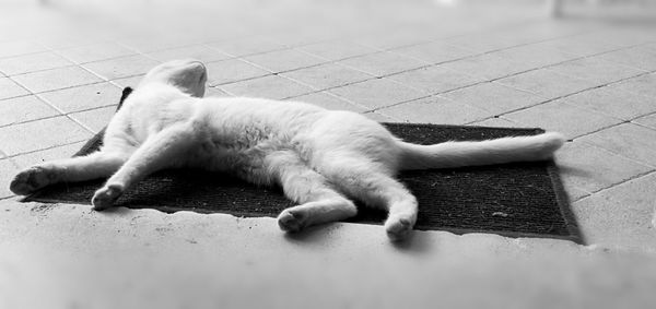 Cat lying on floor