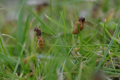 Close-up of insect on plant