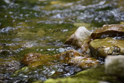 Close-up of water flowing in moss