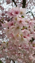 Low angle view of cherry blossoms blooming on tree