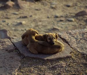 Dog sitting on rock
